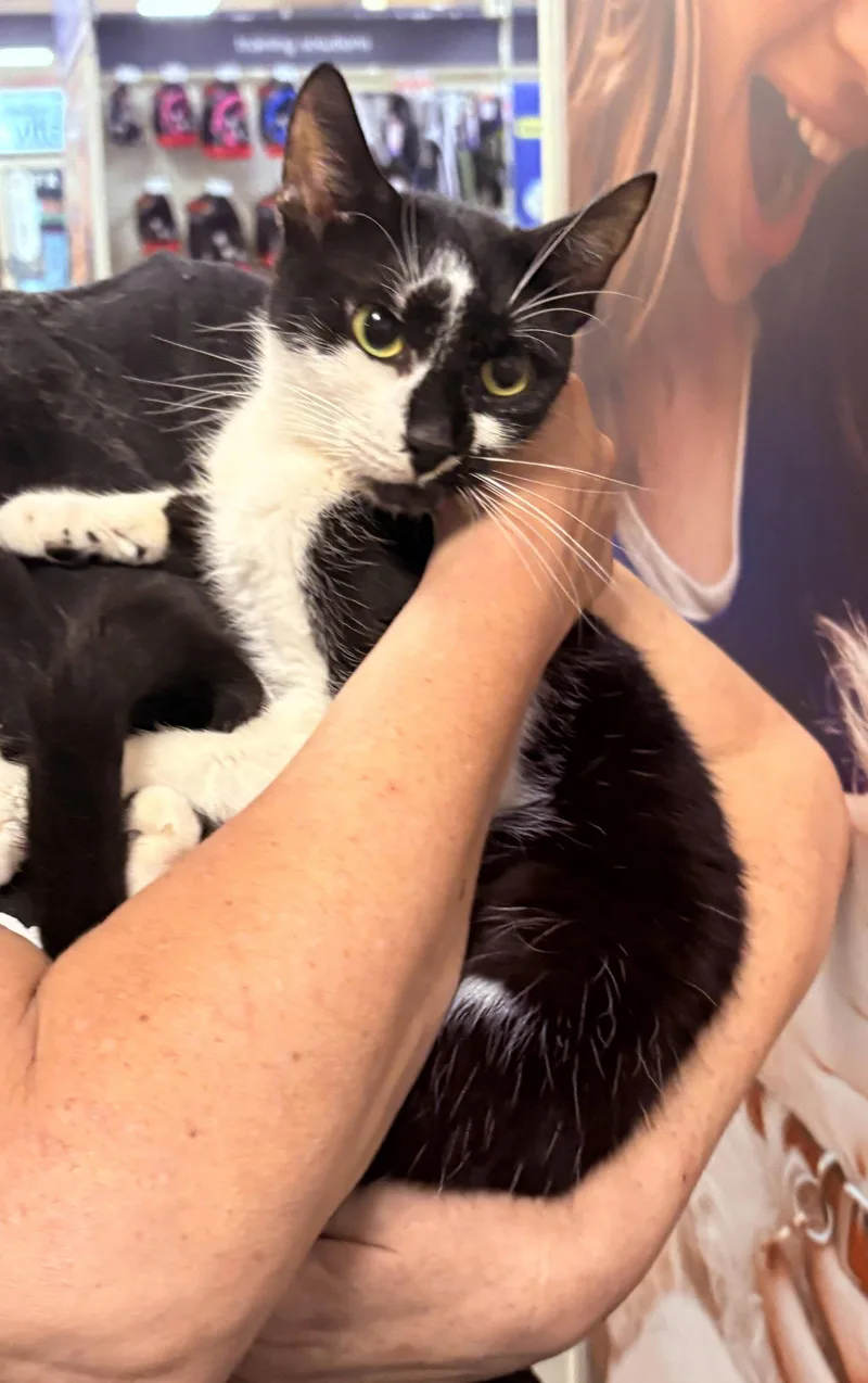A young medium-sized female Black & White / Tuxedo Domestic Short Hair cat named Cafe Au Lait for adoption in Brooklyn, NY