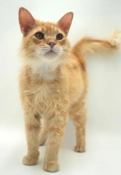 An adult medium-sized male Domestic Long Hair cat named Fish for adoption in Bowling Green, KY