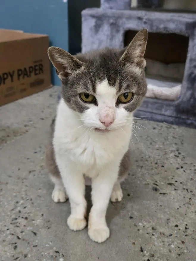 A senior medium-sized female Gray & White Domestic Short Hair cat named Plum for adoption in New Rochelle, NY