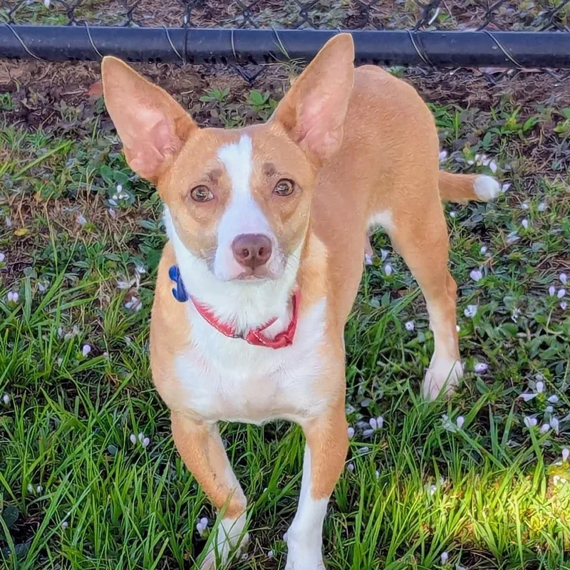 A young small-sized female Yellow / Tan / Blond / Fawn Corgi dog named Summer for adoption in Bradenton, FL