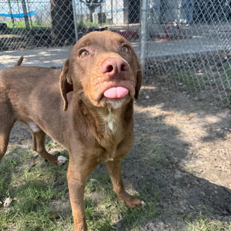 A young medium-sized male Yellow / Tan / Blond / Fawn Terrier dog named Rusty for adoption in Corpus Christi, TX