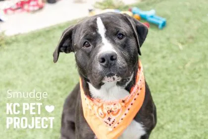 An adult large-sized male Black Mixed Breed dog named Smudge for adoption in Kansas City, MO