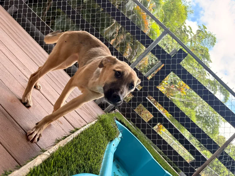 A baby medium-sized female Mixed Breed dog named Rosie for adoption in Brooklyn, NY