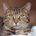 An adult medium-sized female Torbie Domestic Short Hair cat named Kimchi for adoption in Hilliard, OH