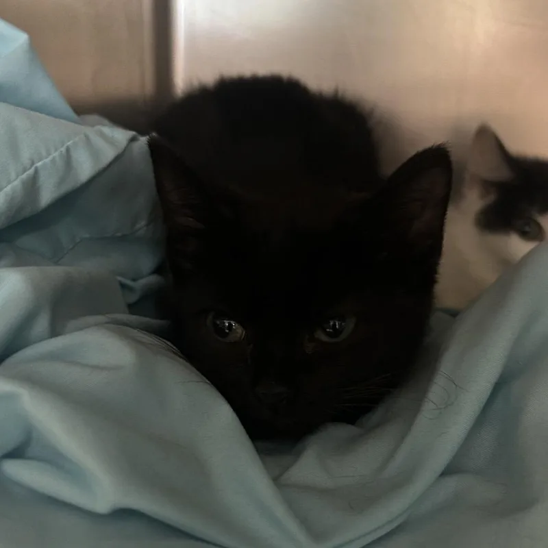 A baby small-sized female Black Domestic Short Hair cat named Blooper for adoption in Charlottesville, VA