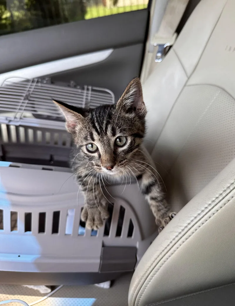 A baby medium-sized male Domestic Short Hair cat named Toby for adoption in Nashville, TN