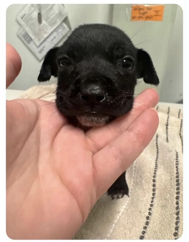 A baby small-sized female Mixed Breed dog named Inkie Smaller puppy seeks for adoption in Conway, SC