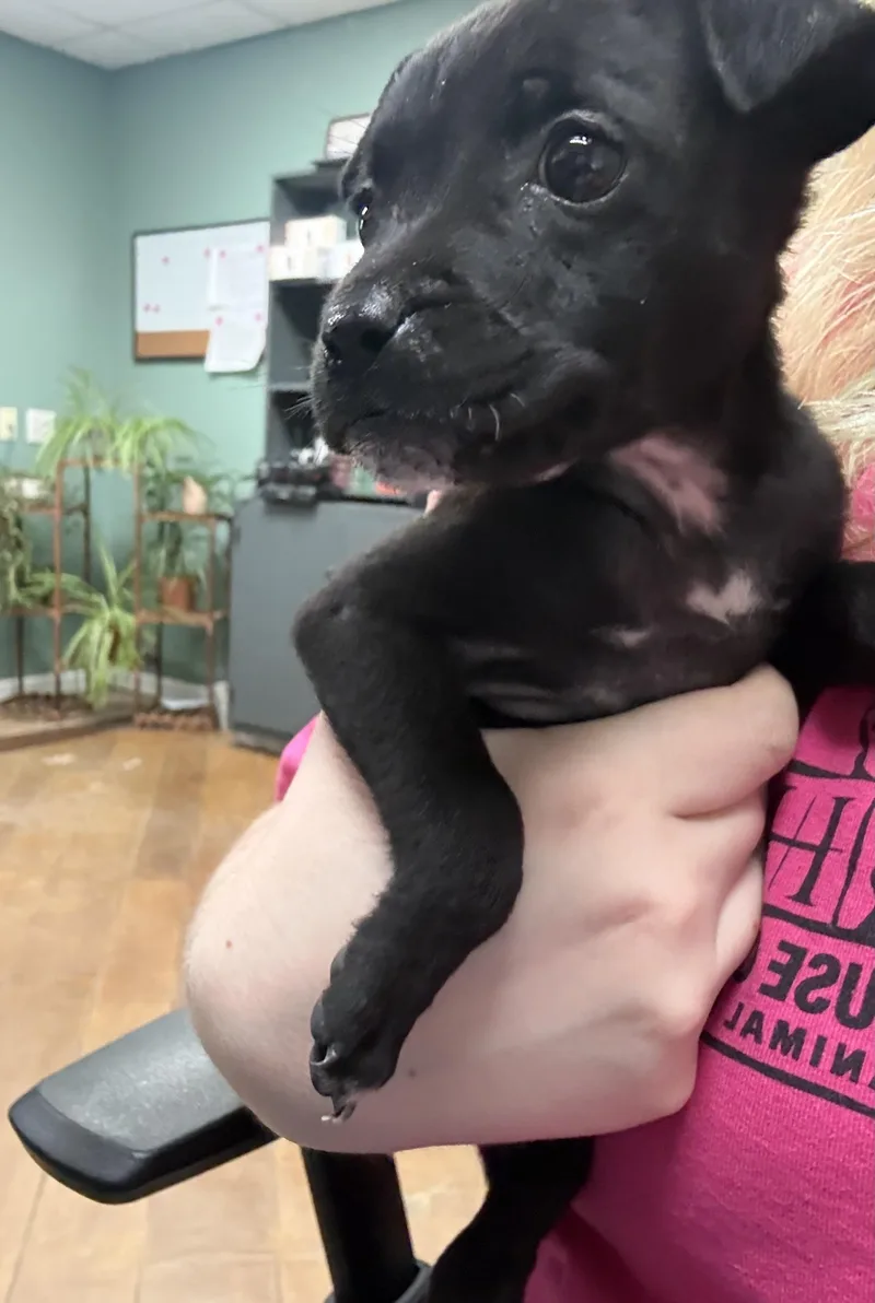 Inkie Smaller puppy seeks thumbnail 2