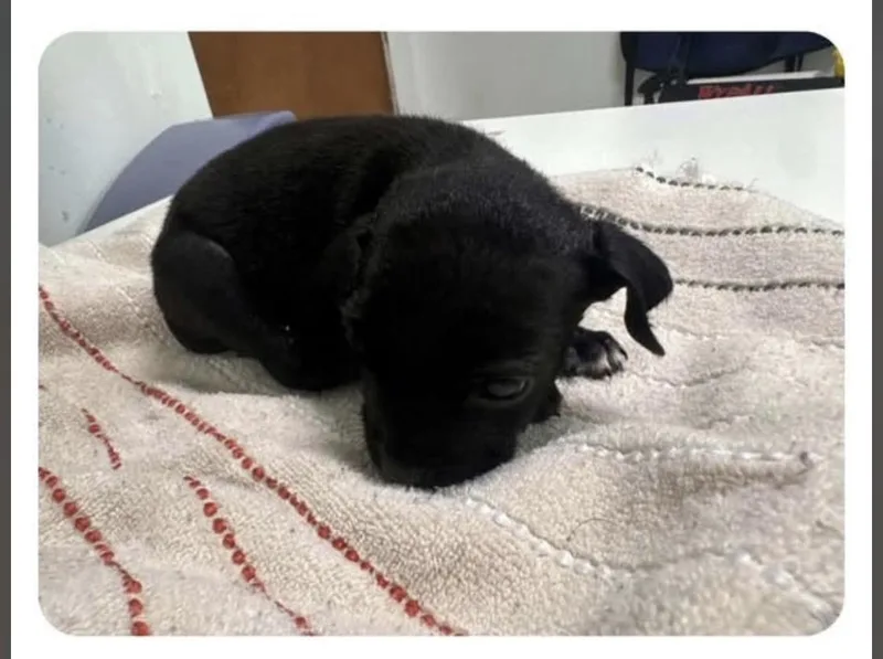 Inkie Smaller puppy seeks thumbnail 3