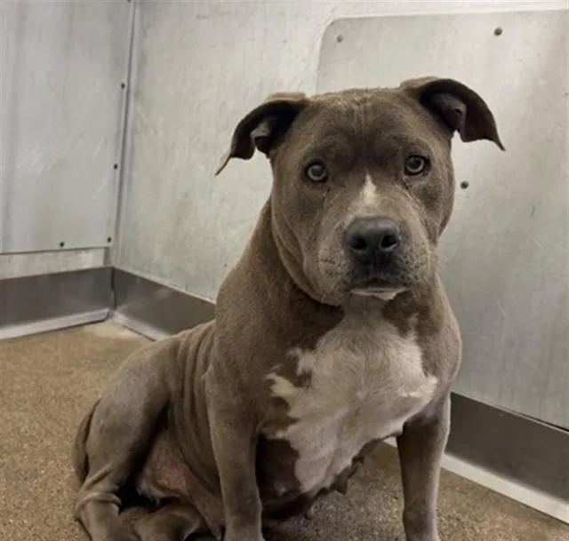 An adult large-sized female Pit Bull Terrier dog named Millie for adoption in San Bernardino, CA