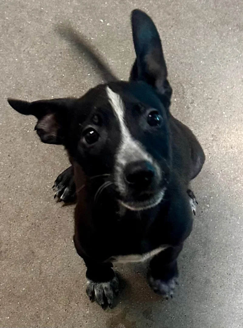 Double Dutch thumbnail 3