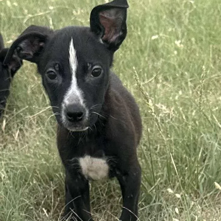 Double Dutch thumbnail 4