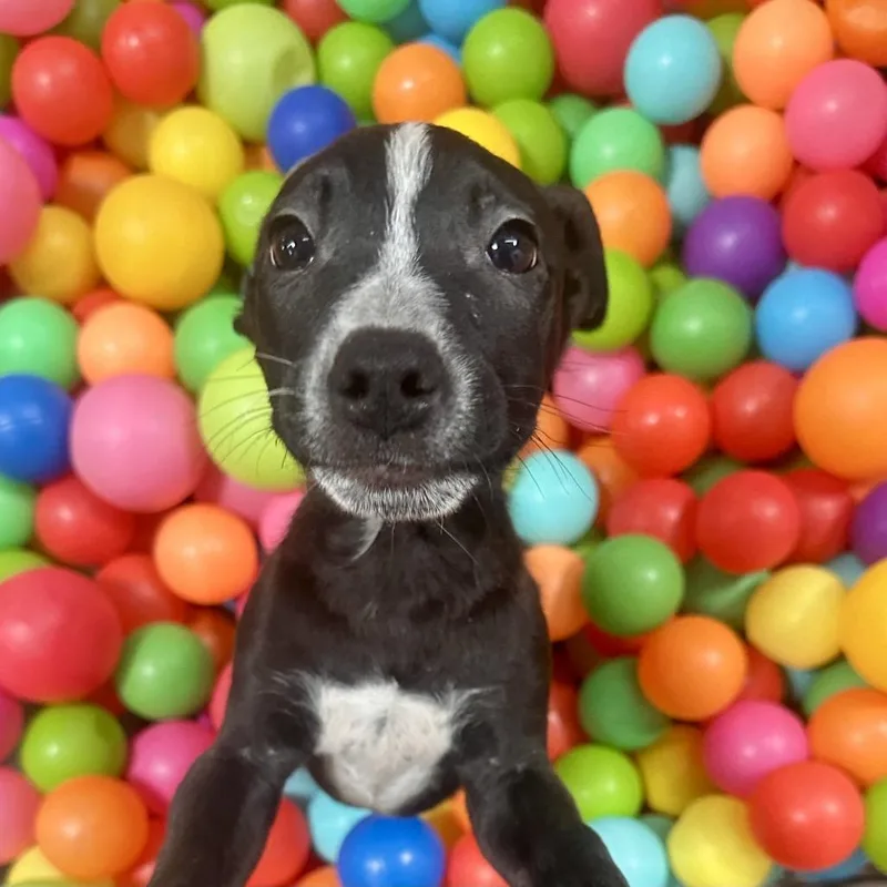 Double Dutch thumbnail 5