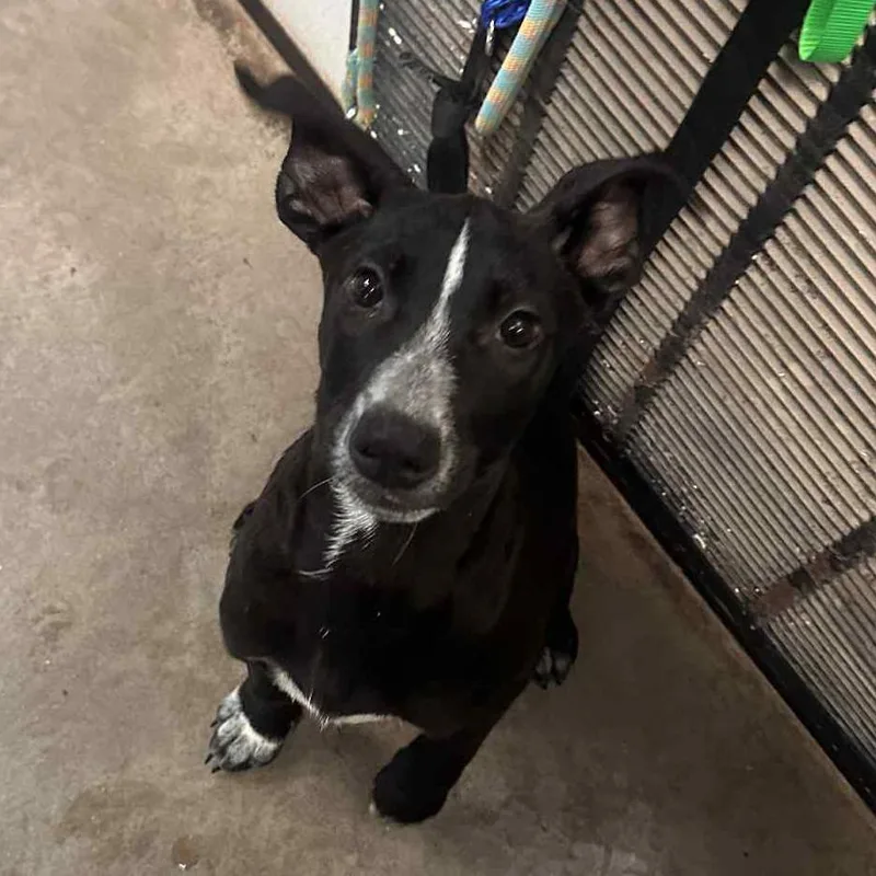 Double Dutch thumbnail 6