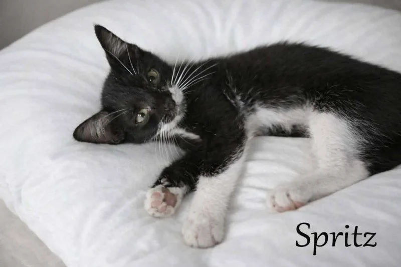 A baby medium-sized male Domestic Short Hair cat named Spritz for adoption in Pineville, LA