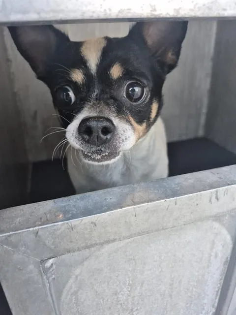 An adult large-sized female Chihuahua dog named Cedar for adoption in San Antonio, TX