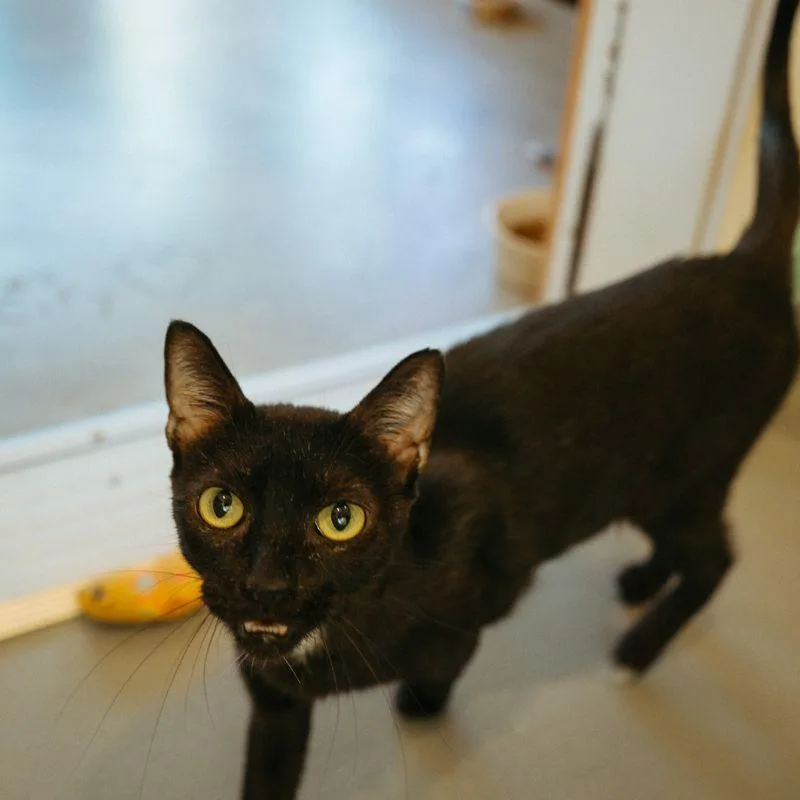 An adult medium-sized female Domestic Short Hair cat named Pebble for adoption in Jackson, WY