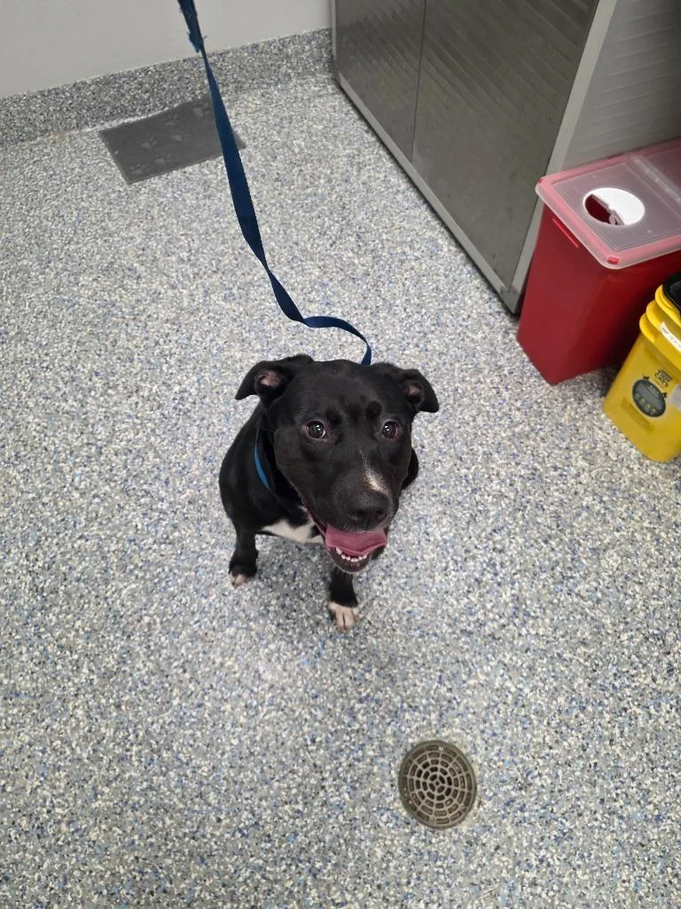 A young small-sized female Mixed Breed dog named Hannah for adoption in Angola, IN