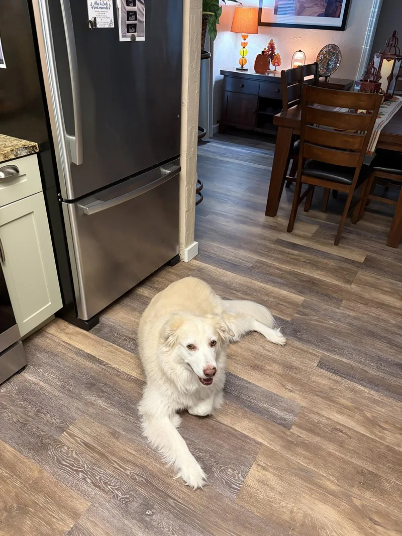 An adult medium-sized female Golden Retriever dog named Molly for adoption in Dallas, TX