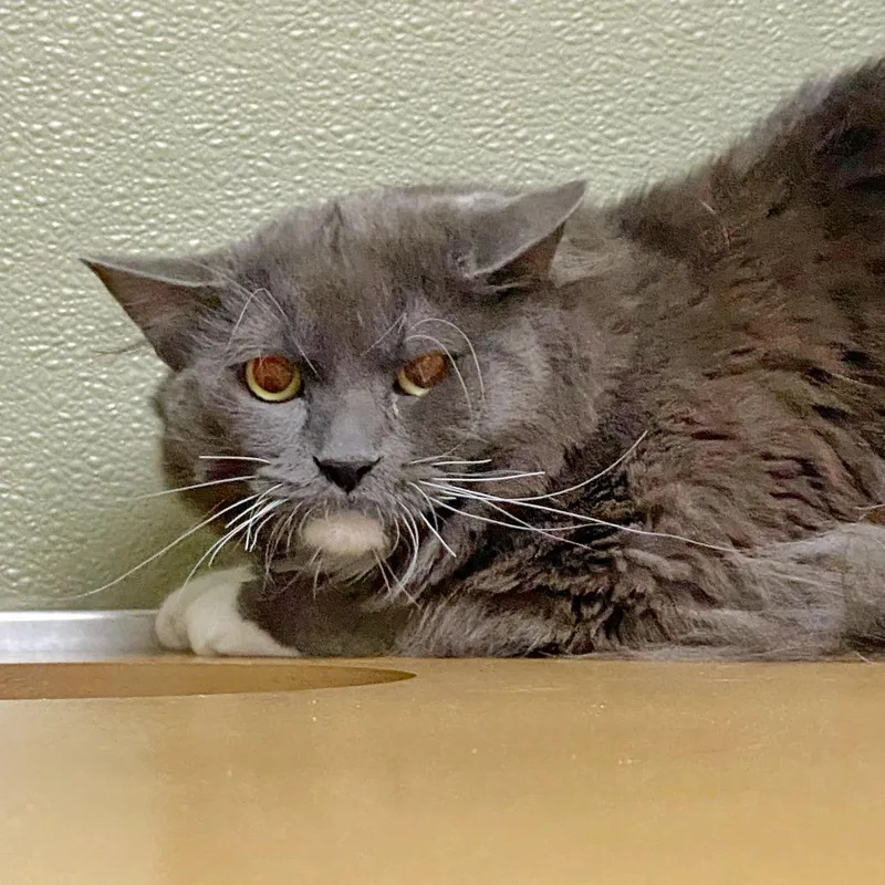 An adult medium-sized male Gray / Blue / Silver Domestic Long Hair cat named Bitito for adoption in Deerfield, IL