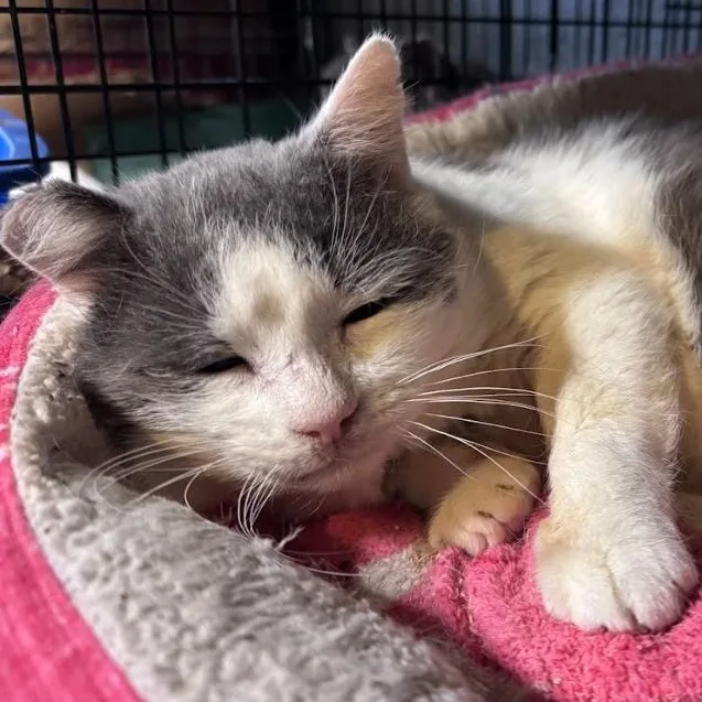 An adult medium-sized male Gray & White Domestic Short Hair cat named Boingo for adoption in Newburgh, NY