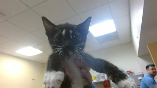A baby small-sized female Domestic Short Hair cat named Hex for adoption in Miami, FL