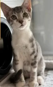 A baby small-sized male Domestic Short Hair cat named Pop for adoption in Westminster, MD