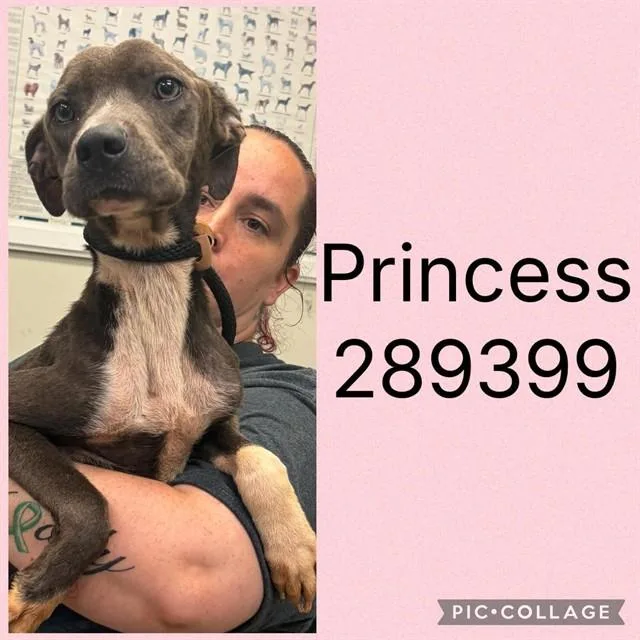 A young medium-sized female Mixed Breed dog named Princess for adoption in Macon, GA