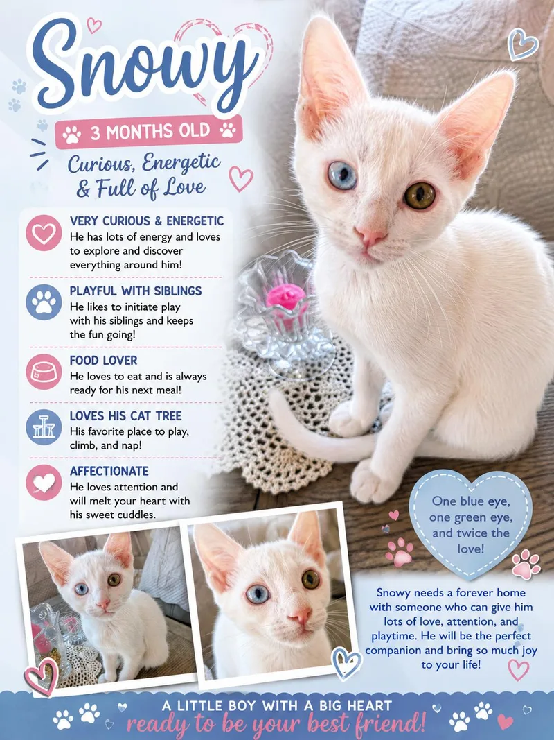 A baby small-sized male Domestic Short Hair cat named Snowy for adoption in chino, CA