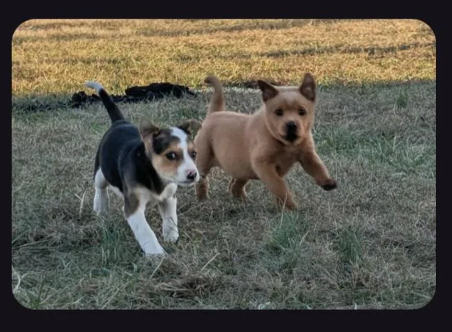 The Bear Necessities Litter thumbnail 2