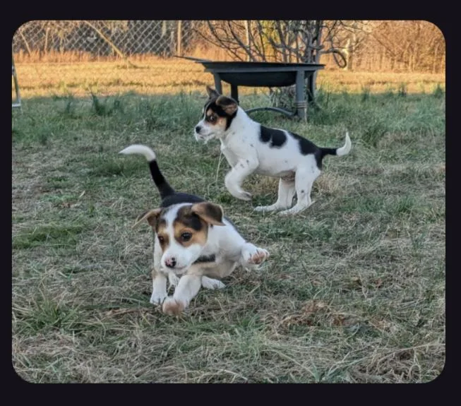 The Bear Necessities Litter thumbnail 3