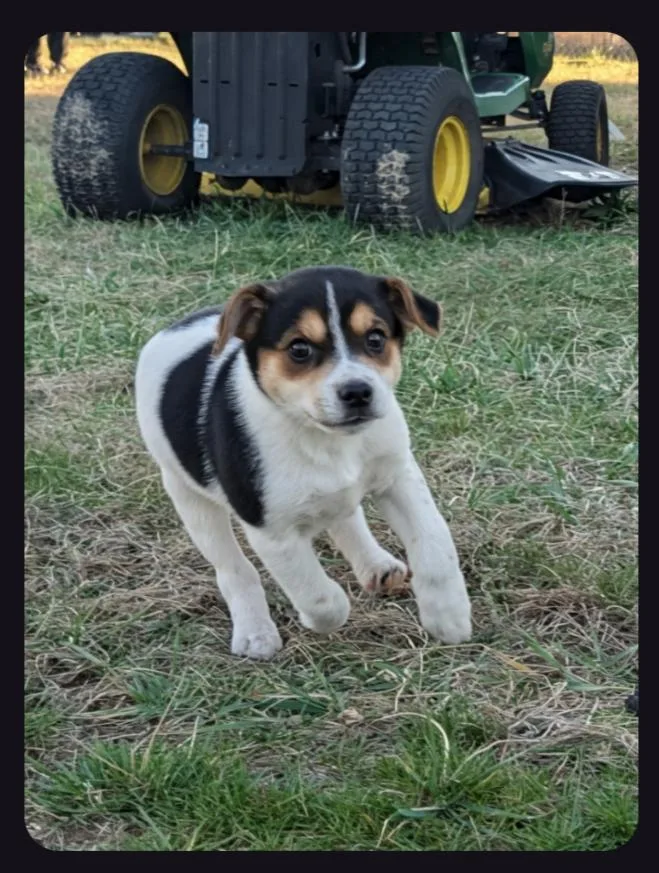 The Bear Necessities Litter thumbnail 4