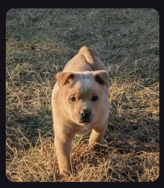 The Bear Necessities Litter thumbnail 5