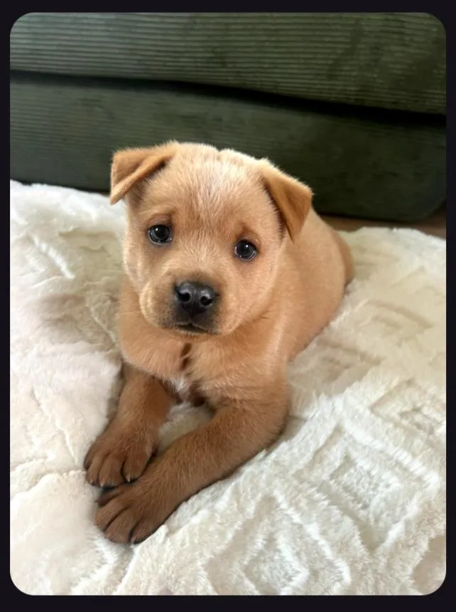 The Bear Necessities Litter thumbnail 6