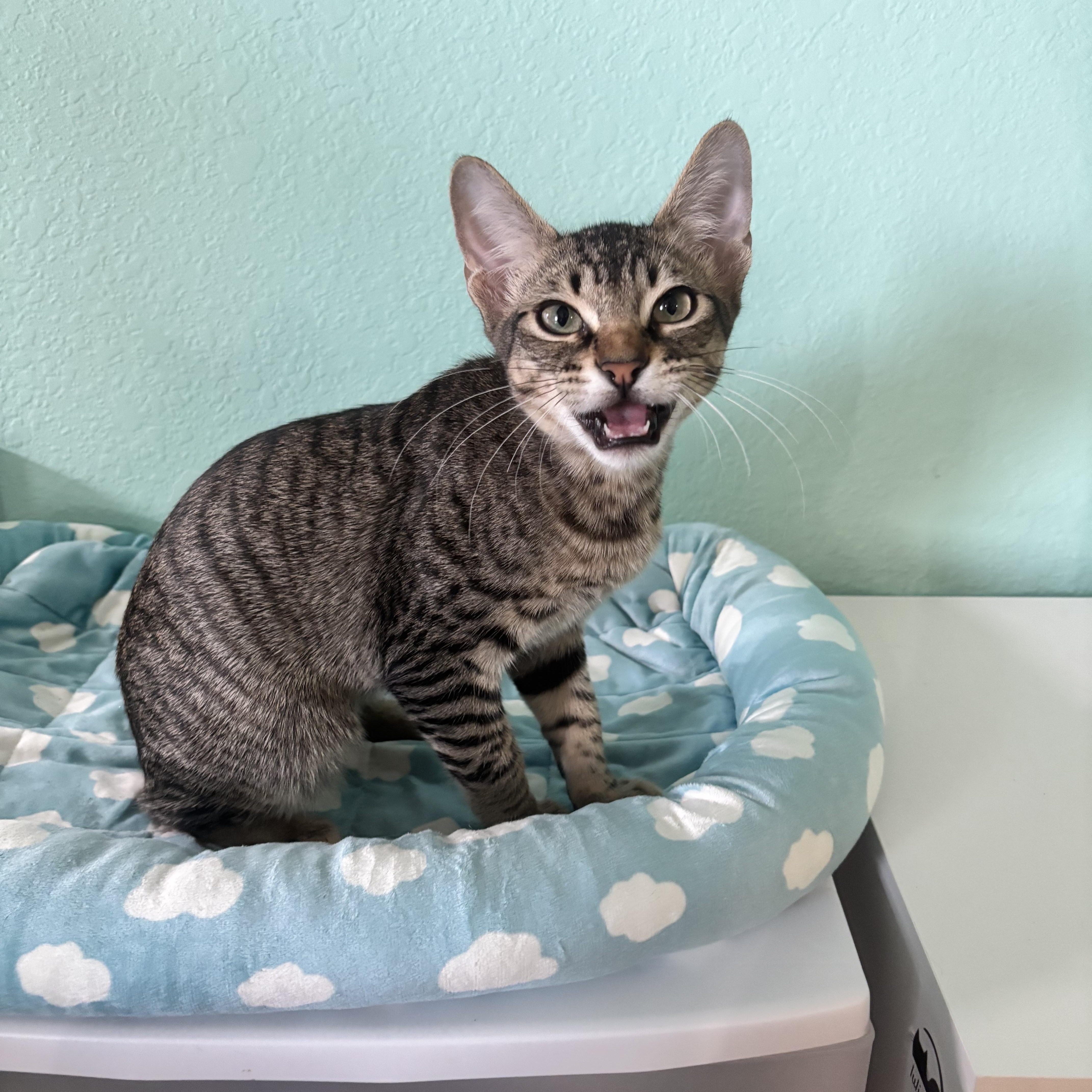 A young medium-sized male Tabby (Brown / Chocolate) Domestic Short Hair cat named Trinket  Ultimate Sweetheart for adoption in Plano, TX