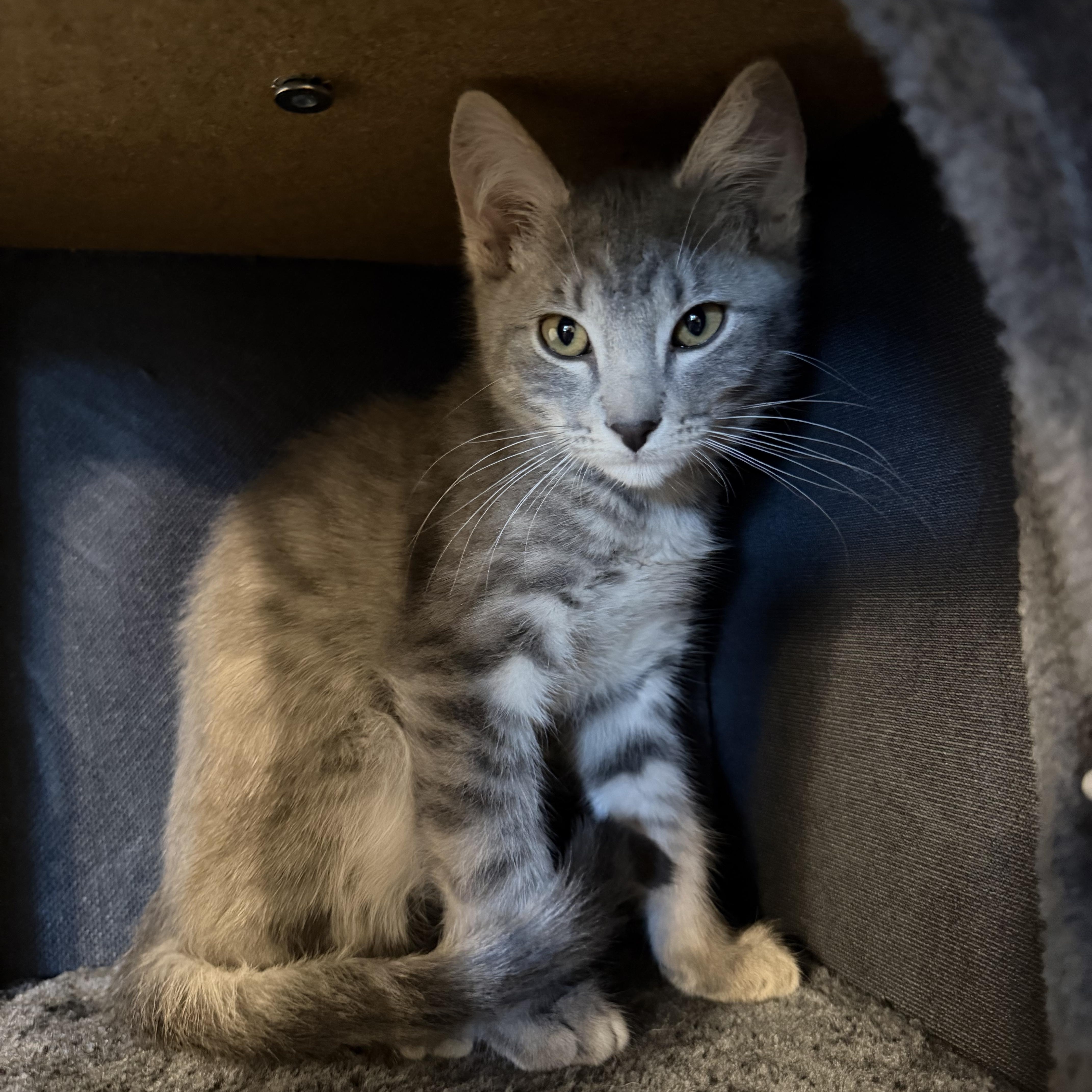 A baby medium-sized male Tabby cat named Choso for adoption in Midvale, UT