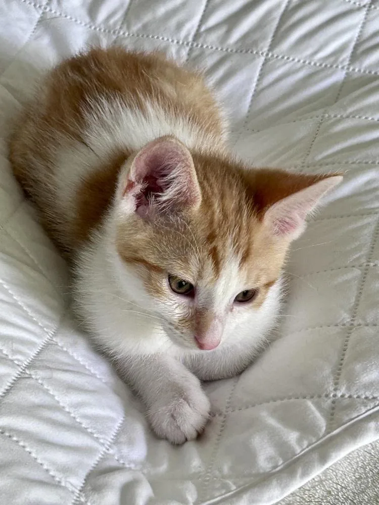 A baby small-sized male Domestic Short Hair cat named Ragnar for adoption in Ferndale, MI