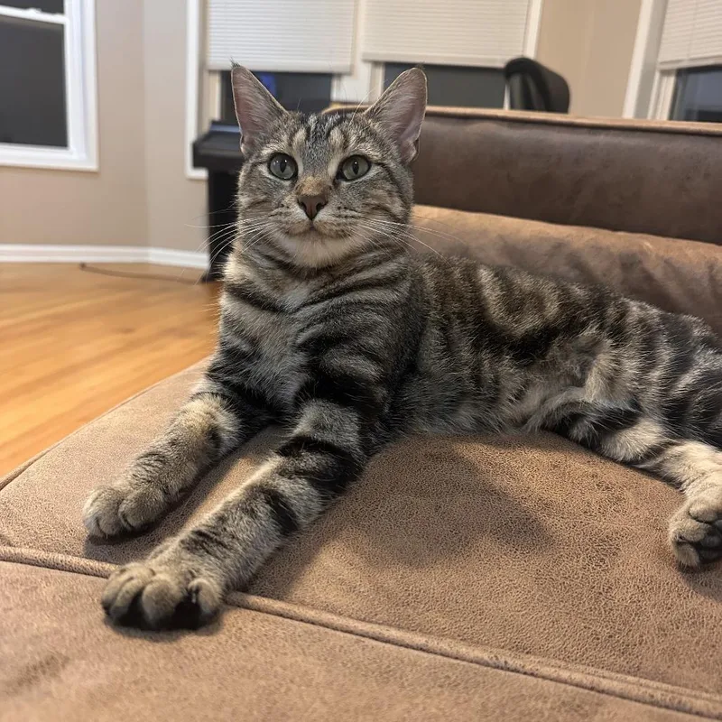 An adult medium-sized female Brown / Chocolate Domestic Short Hair cat named Equinox for adoption in Evanston, IL