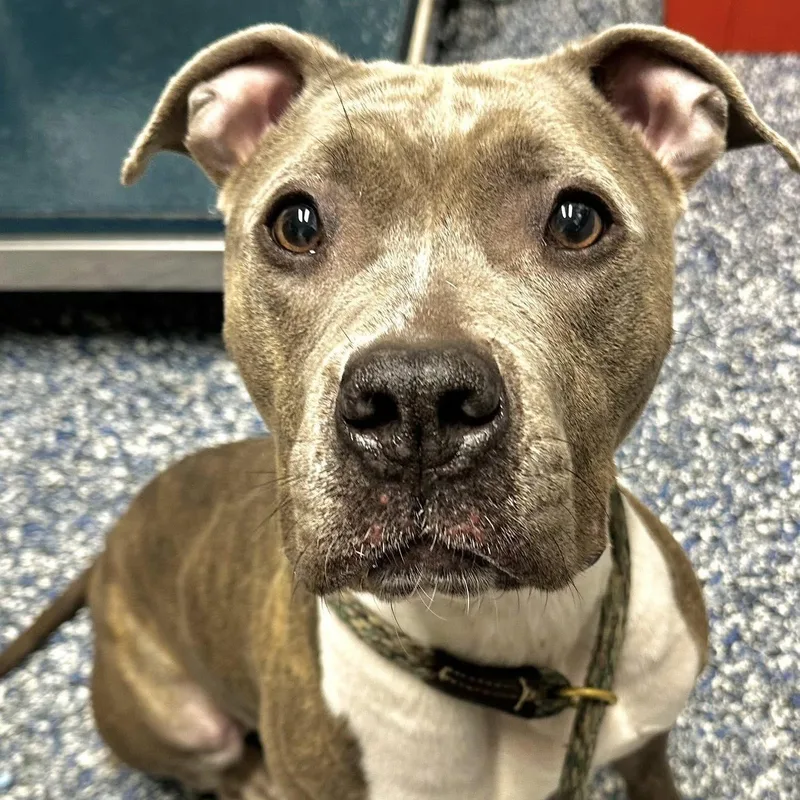 An adult large-sized female Pit Bull Terrier dog named Cindy for adoption in Manahawkin, NJ