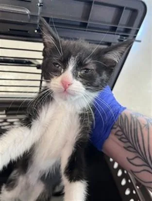 A baby small-sized male Domestic Short Hair cat named Baby Saja for adoption in Louisville, KY