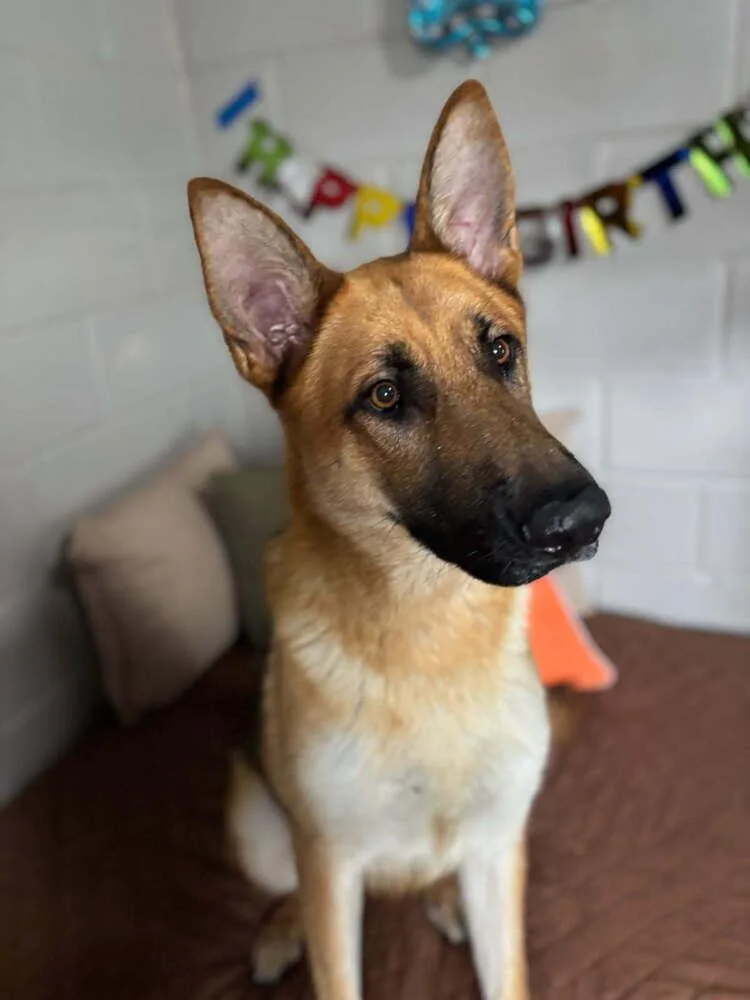 A young large-sized male German Shepherd Dog dog named Ritter for adoption in San Leon, TX