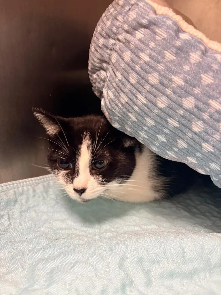 A young medium-sized female Domestic Short Hair cat named Sox for adoption in Morgantown, KY