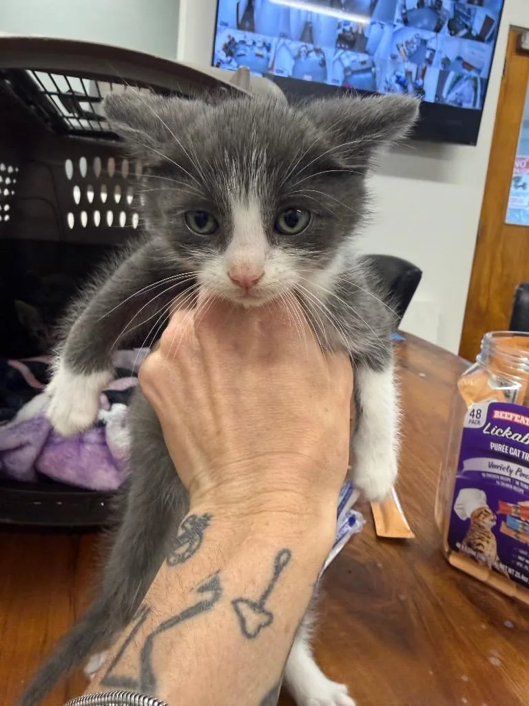 A baby small-sized male Domestic Short Hair cat named Bippity for adoption in Thousand Oaks, CA