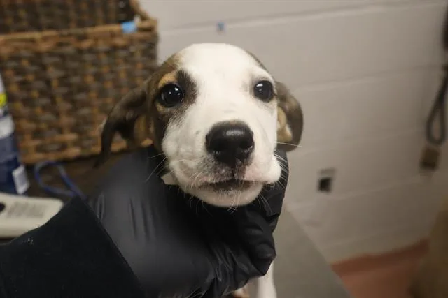 A baby small-sized male Mixed Breed dog named Godfrey for adoption in Columbia, SC