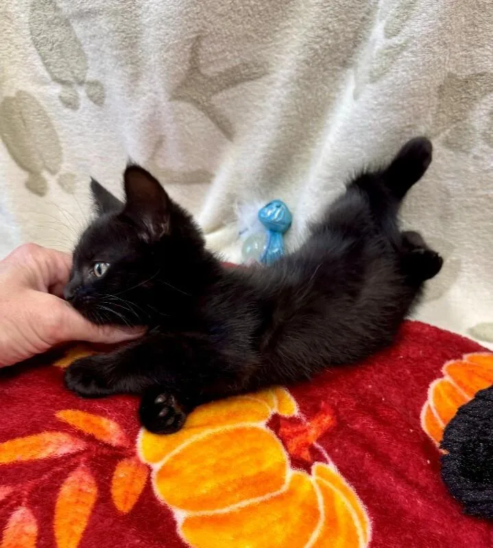 A young medium-sized male Domestic Short Hair cat named Whoopie Pie for adoption in Providence Forge, VA