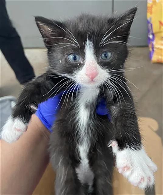 A baby medium-sized male Domestic Short Hair cat named Tux for adoption in Dallas, TX