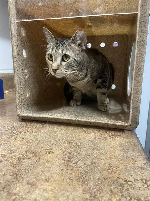 A young small-sized female Domestic Short Hair cat named Diamond for adoption in Tallahassee, FL