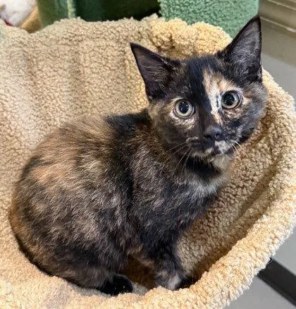 A young small-sized female Domestic Short Hair cat named Tango for adoption in Midland, VA