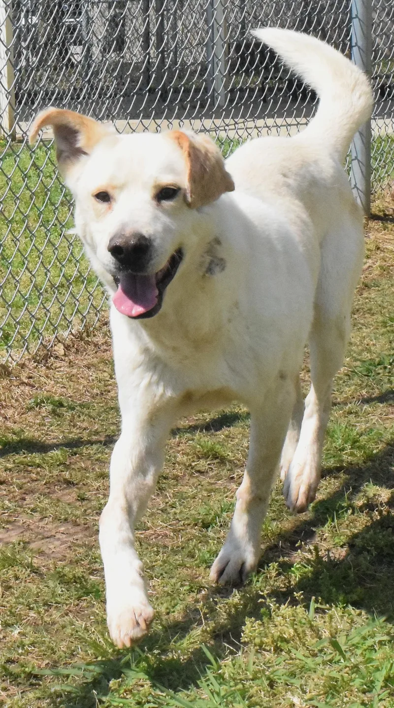 An adult large-sized male Yellow / Tan / Blond / Fawn Labrador Retriever dog named #22014 for adoption in Broken Arrow, OK