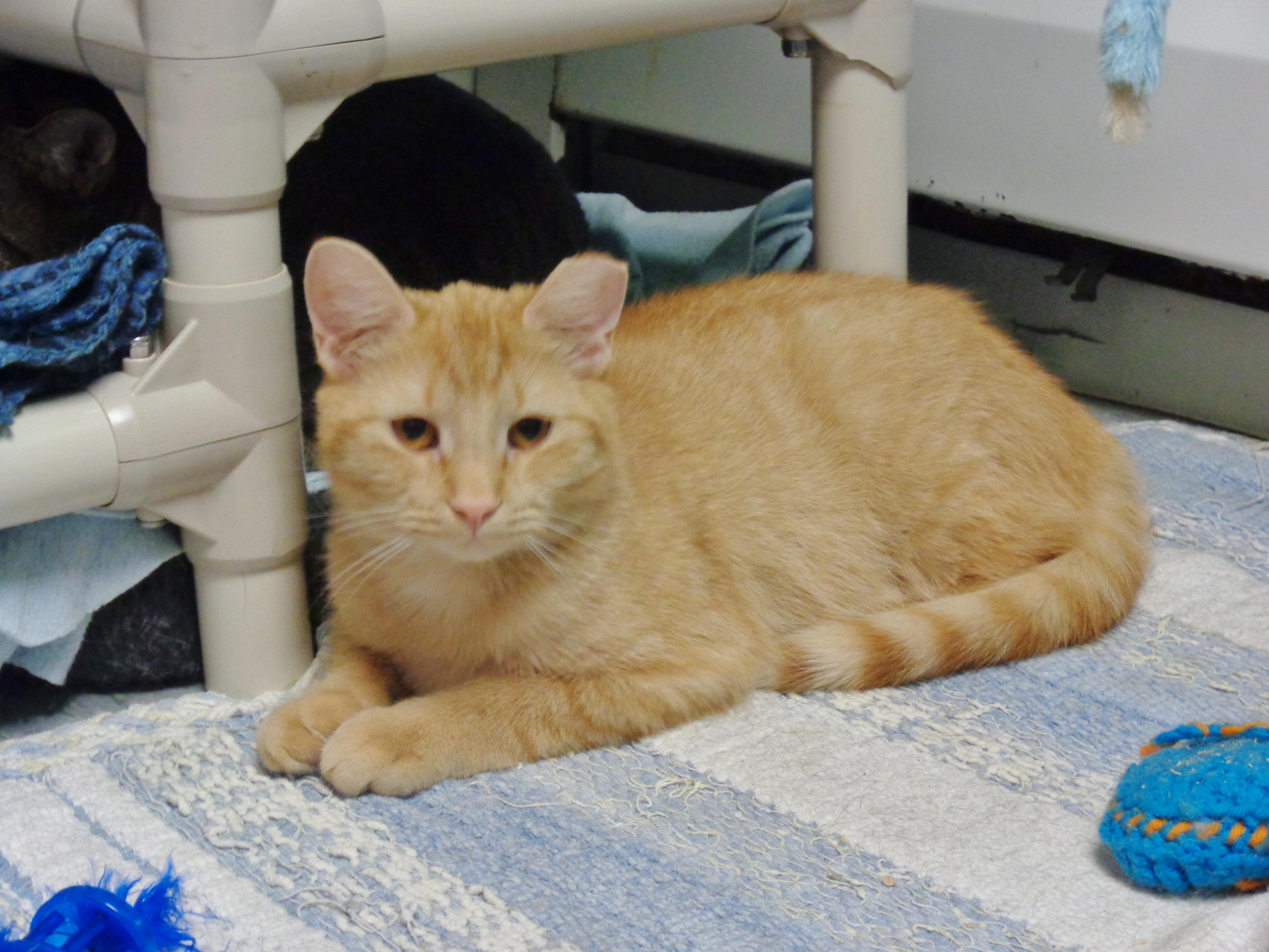 A baby small-sized male Orange / Red Tiger cat named Antoine for adoption in Delhi, NY